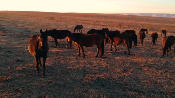 Wild horses walk across the field at sunset — стоковое видео