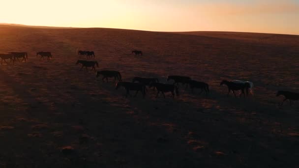 Koně při západu slunce projdete přes pole — Stock video