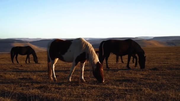 Лошади пасутся на лугу — стоковое видео