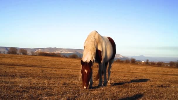 Paarden grazen in het weiland — Stockvideo