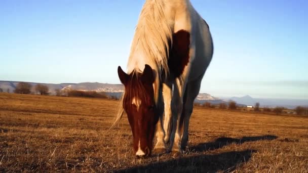 Caballos pastan en el prado — Vídeos de Stock