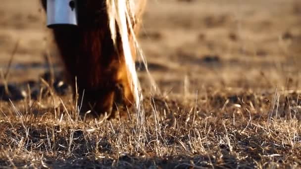 Horses graze in the meadow — Stock Video