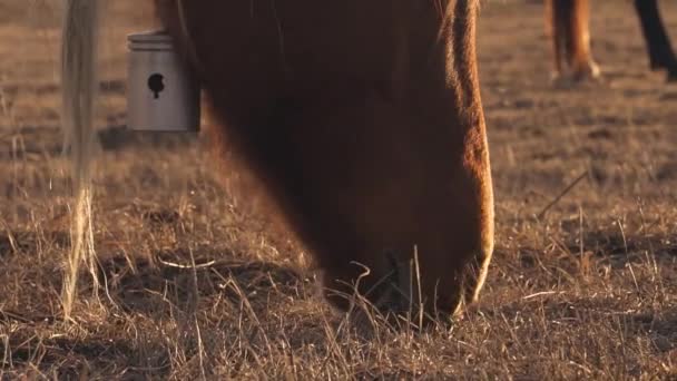 Τα άλογα βόσκουν στο λιβάδι — Αρχείο Βίντεο