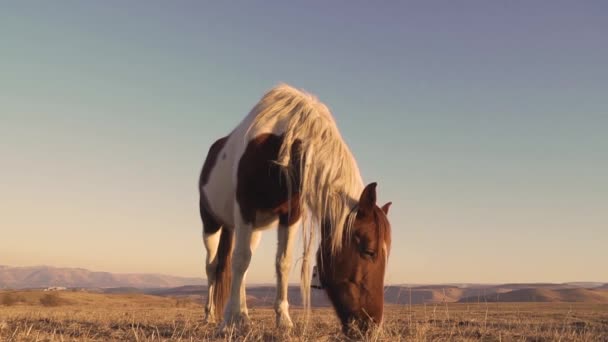 Paarden grazen in het weiland — Stockvideo