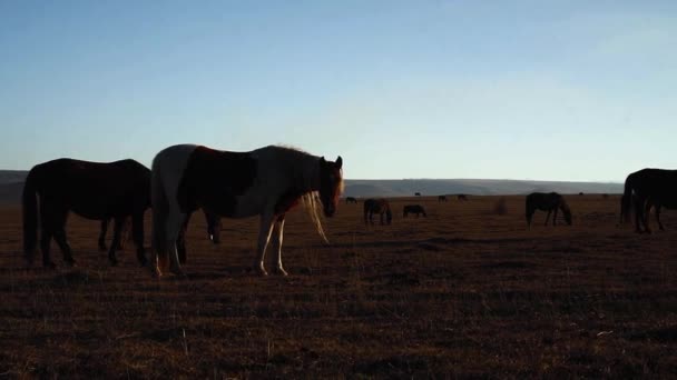 Caballos pastan en el prado — Vídeo de stock