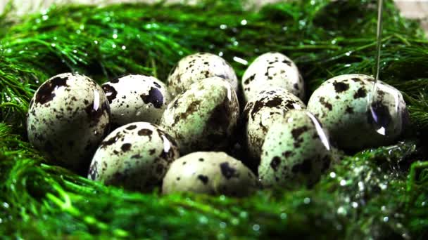 Quail eggs. nest. vegetable oil — Stock Video