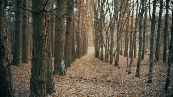 Fotografka prochází lesem — Stock video