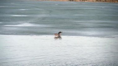 Vahşi kuşlar yüzüyor