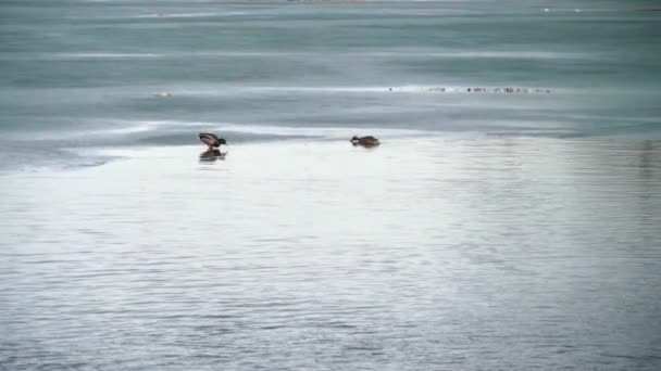 oiseaux sauvages nageant dans le 