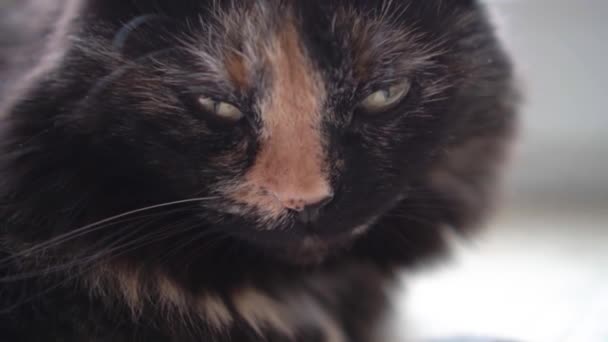 chat trois couleurs regarde dans le 