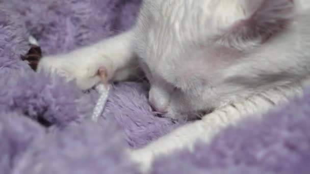 Erwachsene weiße Katze stellt sich vor, dass er saugt — Stockvideo