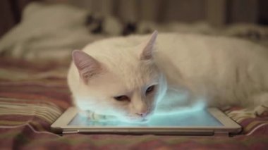 Tabletin üzerinde beyaz kedi yatıyor.