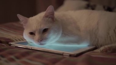Tabletin üzerinde beyaz kedi yatıyor.