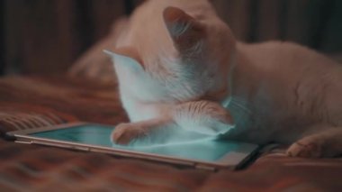 Tabletin üzerinde beyaz kedi yatıyor.