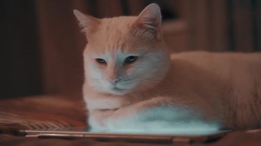 Tabletin üzerinde beyaz kedi yatıyor.