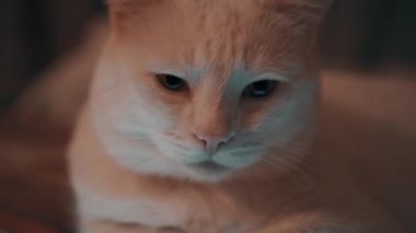 Tabletin üzerinde beyaz kedi yatıyor.