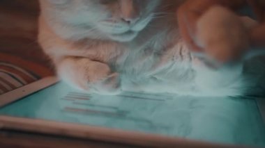 Tabletin üzerinde beyaz kedi yatıyor.