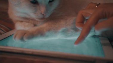 Tabletin üzerinde beyaz kedi yatıyor.