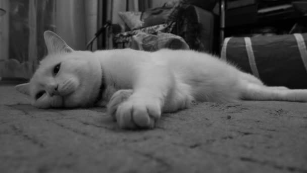 Кіт відпочиває на килимі і — стокове відео