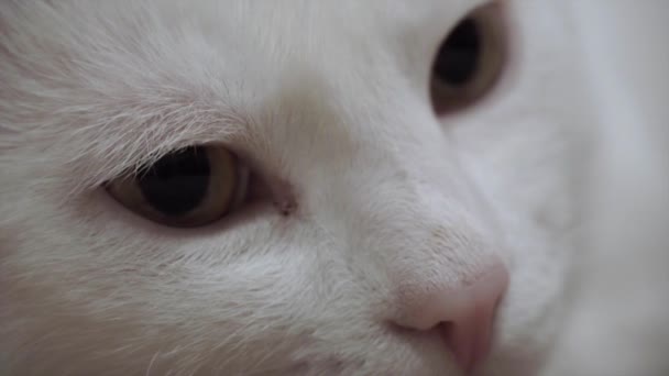 Porträtt av en vit katt, nära — Stockvideo