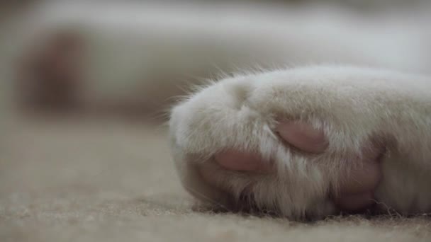 Weiße Katzenfußpolster — Stockvideo