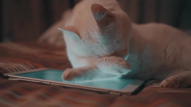 White cat lying on the tablet — Stockvideo