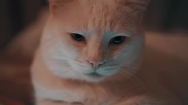 Chat blanc couché sur le comprimé — Video