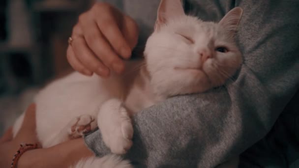 Katten kom till flickan för smekning — Stockvideo
