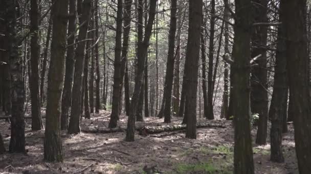 The camera moves forward through the wild forest — Stock Video