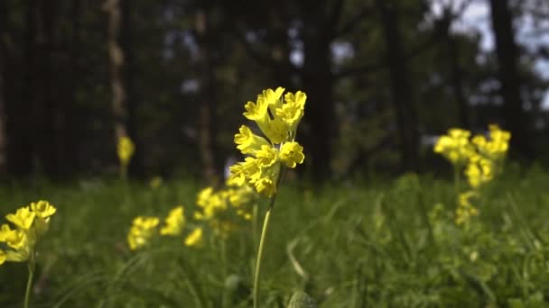 Gelbe Wildblumen vor dem Hintergrund des Waldes im Wind — Stockvideo