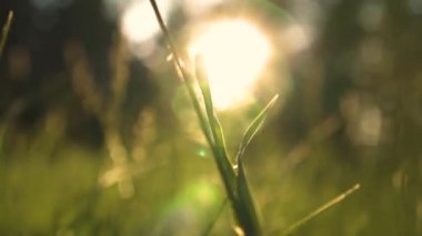 gün batımında ormanda güzel yeşil çim