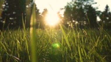 gün batımında ormanda güzel yeşil çayır