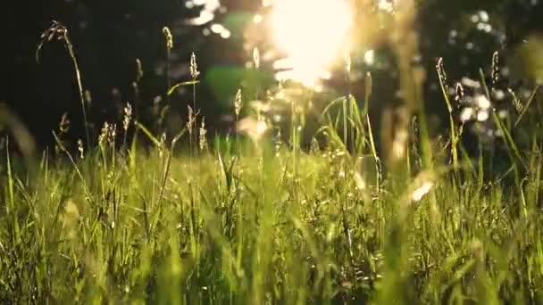 Schöne grüne Wiese im Wald bei Sonnenuntergang — Stockvideo