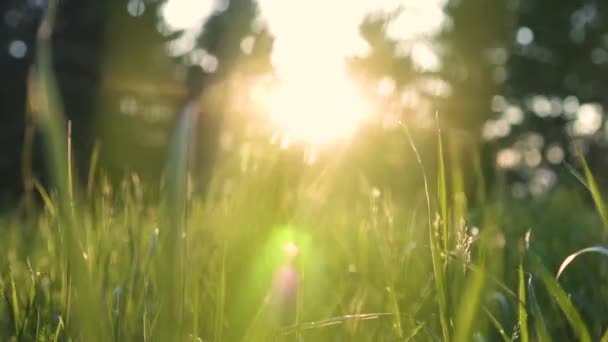 Bela grama verde na floresta ao pôr do sol — Vídeo de Stock