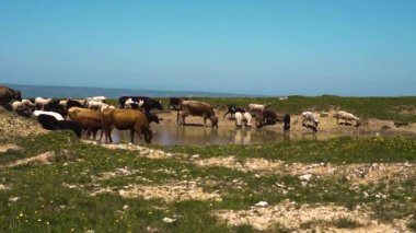 inekler ve koyun bir alanda çim ve içecek su yiyin