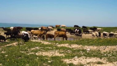 inekler ve koyun bir alanda çim ve içecek su yiyin