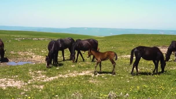 Paarden eten gras en drinken water in een veld in de natuur — Stockvideo