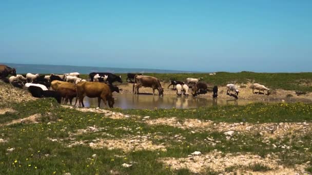 vaches et moutons mangent de l'herbe et boivent de l'eau dans un champ 