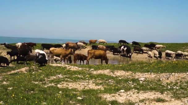 Vacas y ovejas comen hierba y beben agua en un campo — Vídeos de Stock