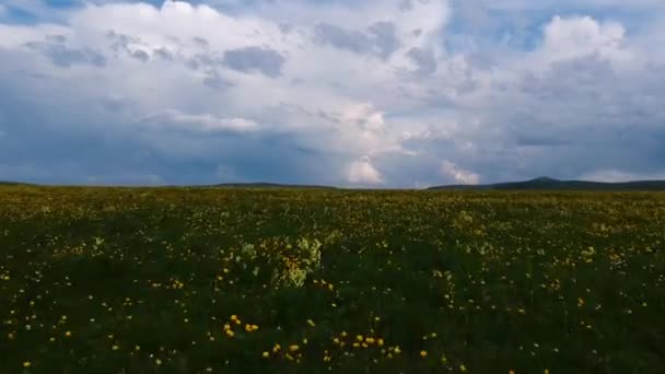 Vzdušný pole se žlutými květy na pozadí hor — Stock video