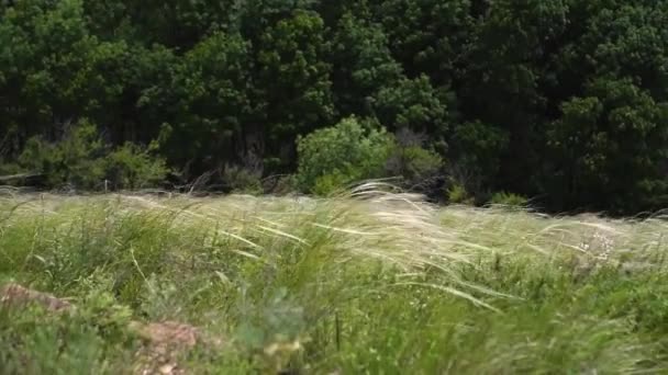 夏の緑の公園で風に揺れる草、日中 — ストック動画