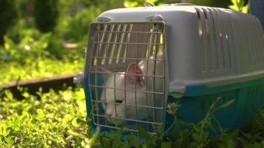 Beyaz kedi kafeste oturuyor ve kaçmaya çalışıyor.