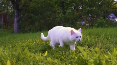 Beyaz kedi yeşil çimlerde yürüyor