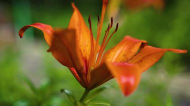 doğada güzel turuncu çiçek, gün