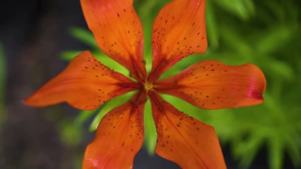 Beautiful orange flower in nature, day — Stock Video