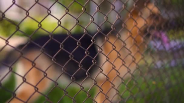 Schäferhund hinter dem Netz, Tag — Stockvideo