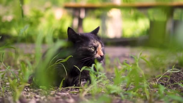 Katt sitter i det gröna gräset på naturen, dag — Stockvideo