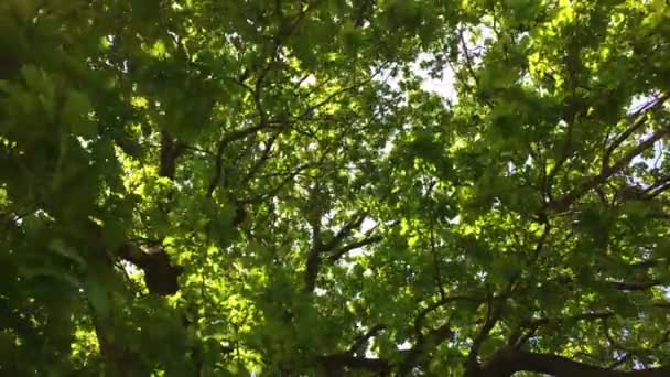 Зеленая корона дерева в парке, день — стоковое видео