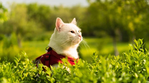doğada beyaz bir kedi portresi