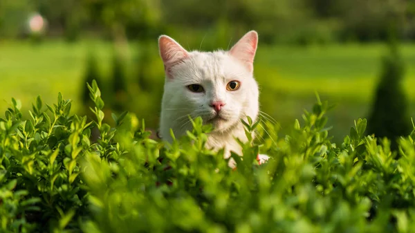 Retrato de un gato blanco en la naturaleza Imagen de archivo